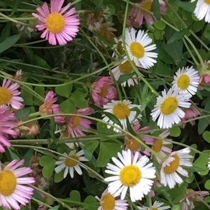 Meet your Posher, Esther